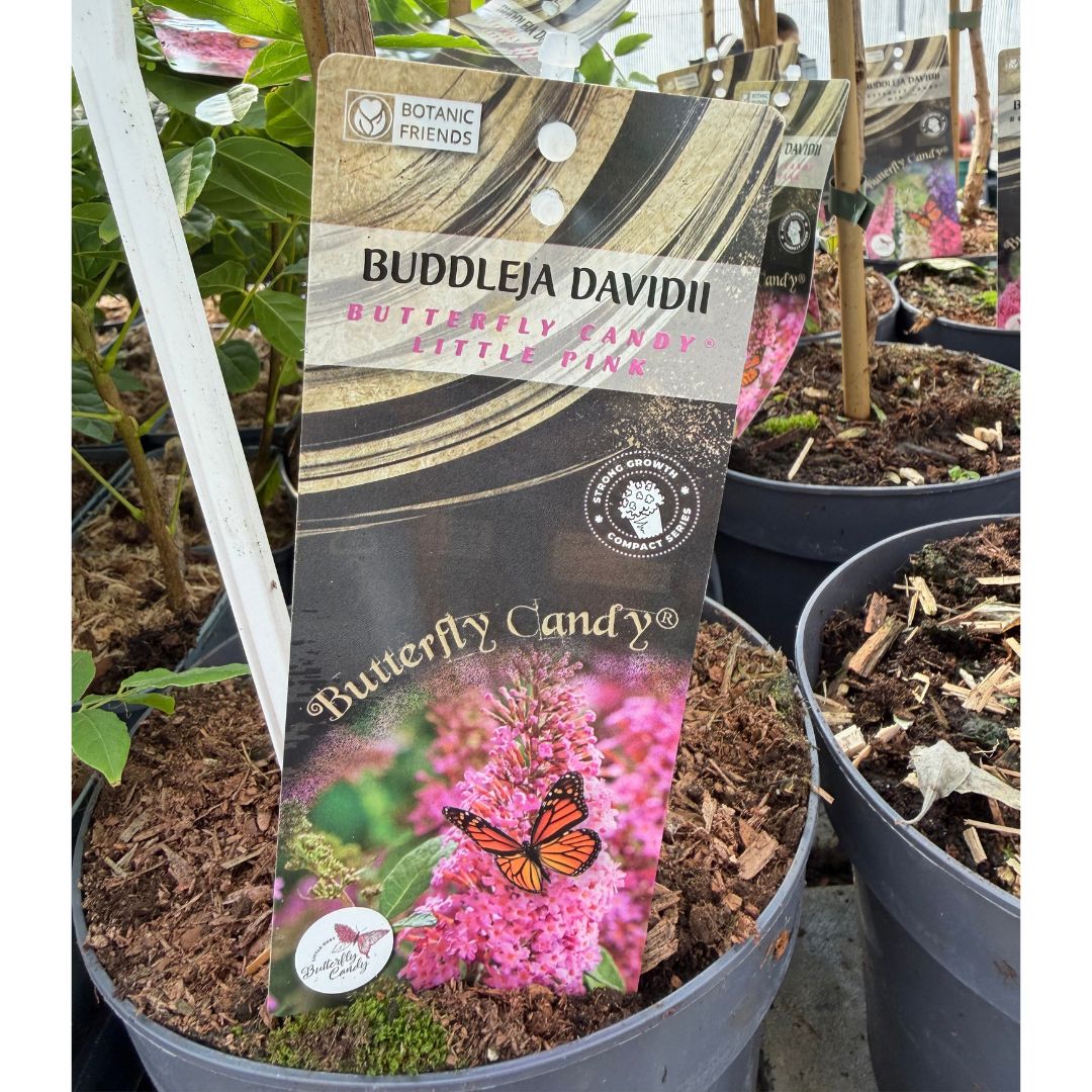 Komule Davidova Butterfly Candy Little Pink na kmínku, výška 50–70 cm, květináč 17 cm