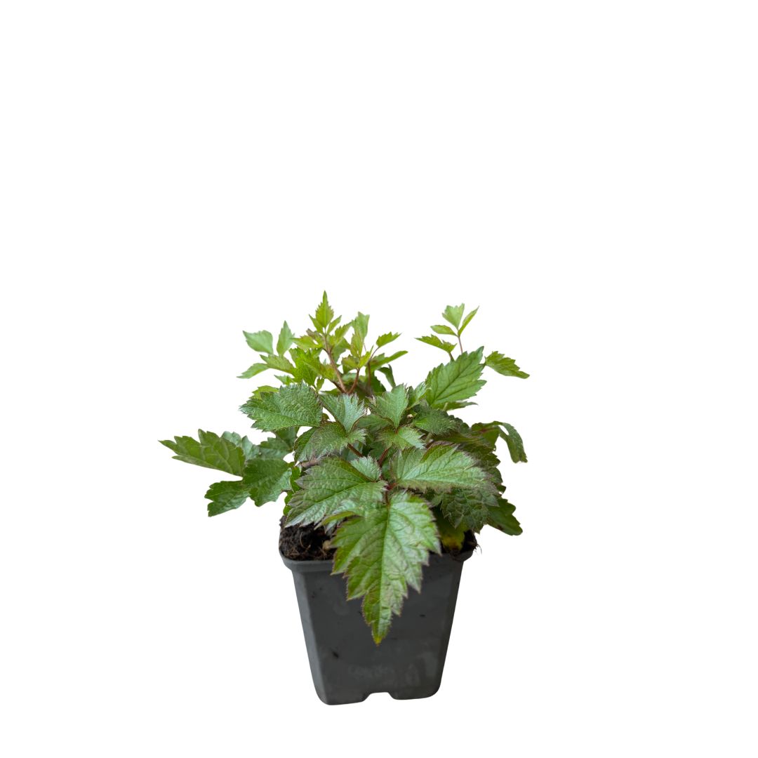 Čechrava čínská 'Pumila', květináč 9 cm