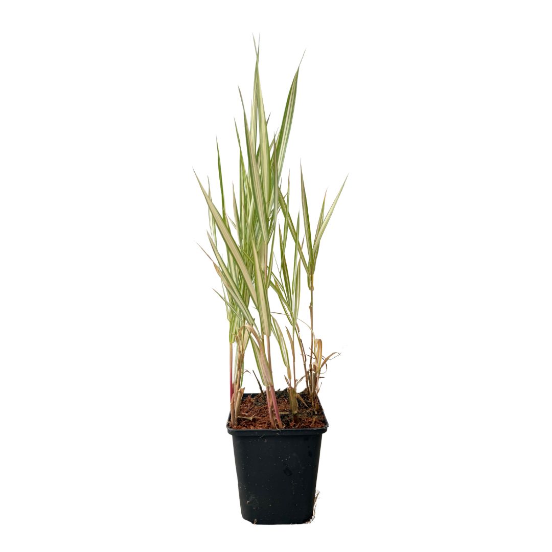 Chrastice rákosovitá 'Picta', květináč 9 cm