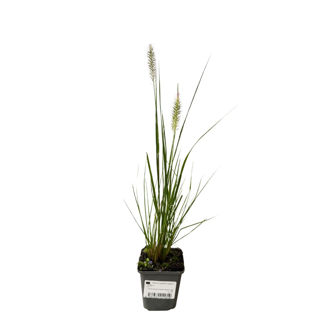 Dochan psárkovitý Hameln, květináč 9 cm