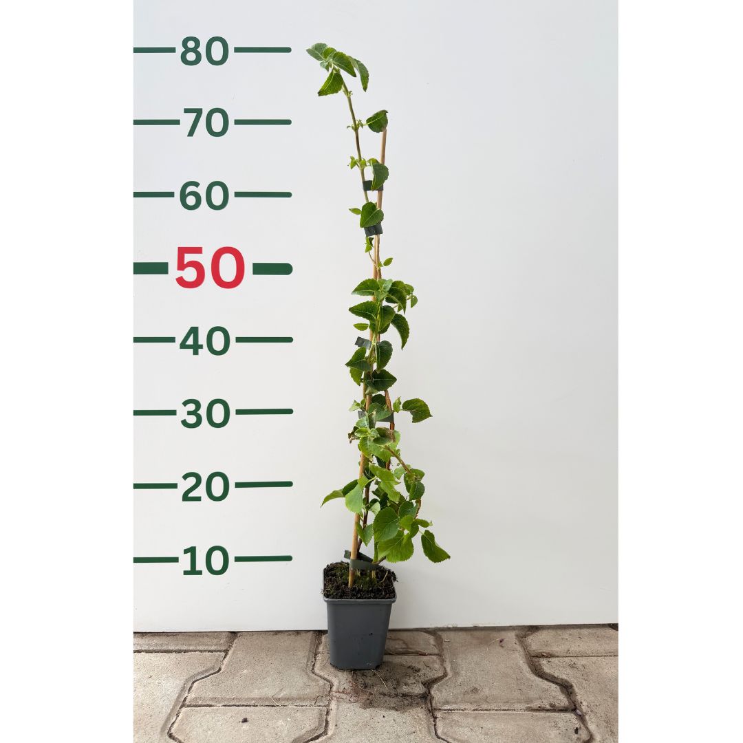 Hortenzie řapíkatá, výška 30–40 cm, květináč 9 cm
