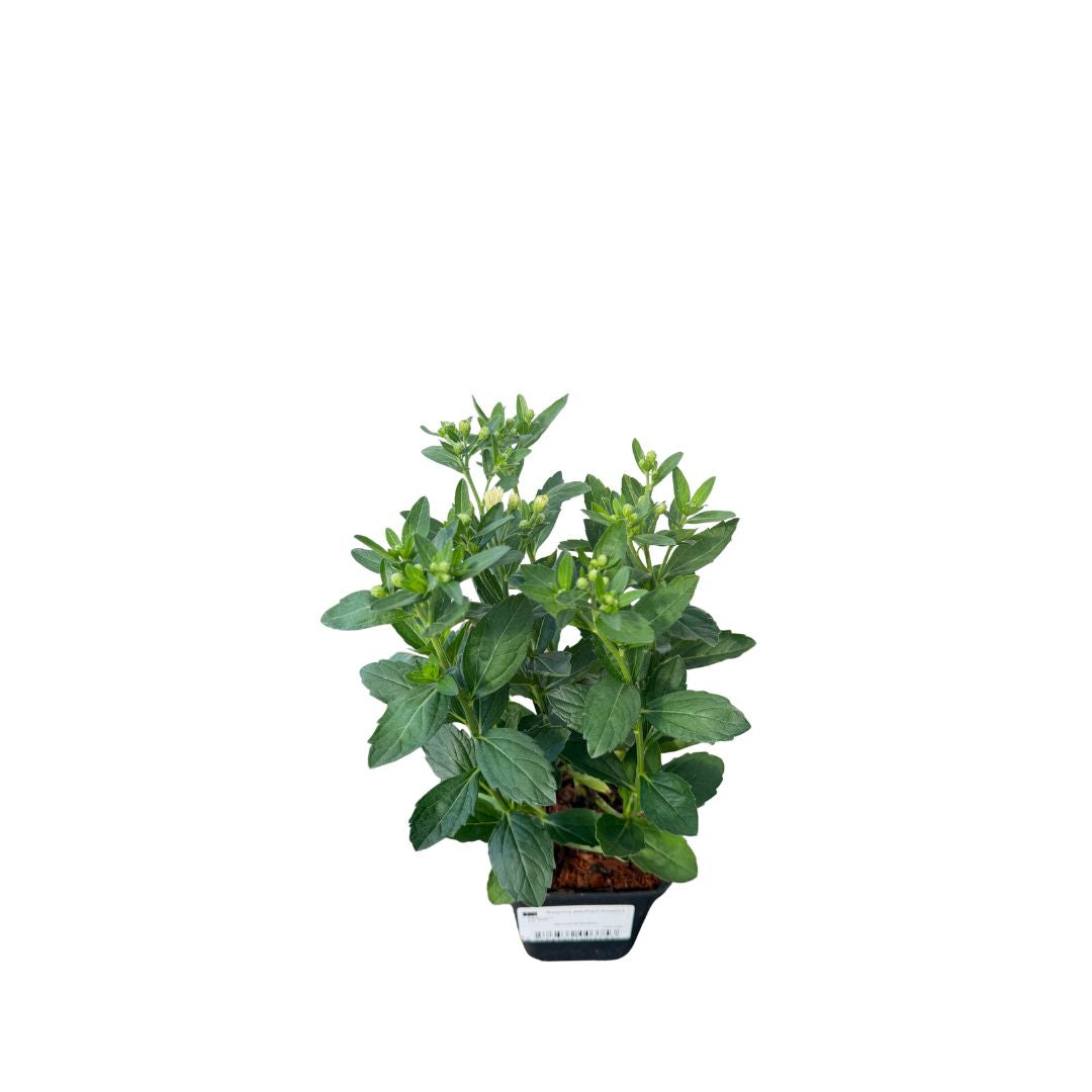 Hvězdnice keříčkovitá Starshine, květináč 9 cm