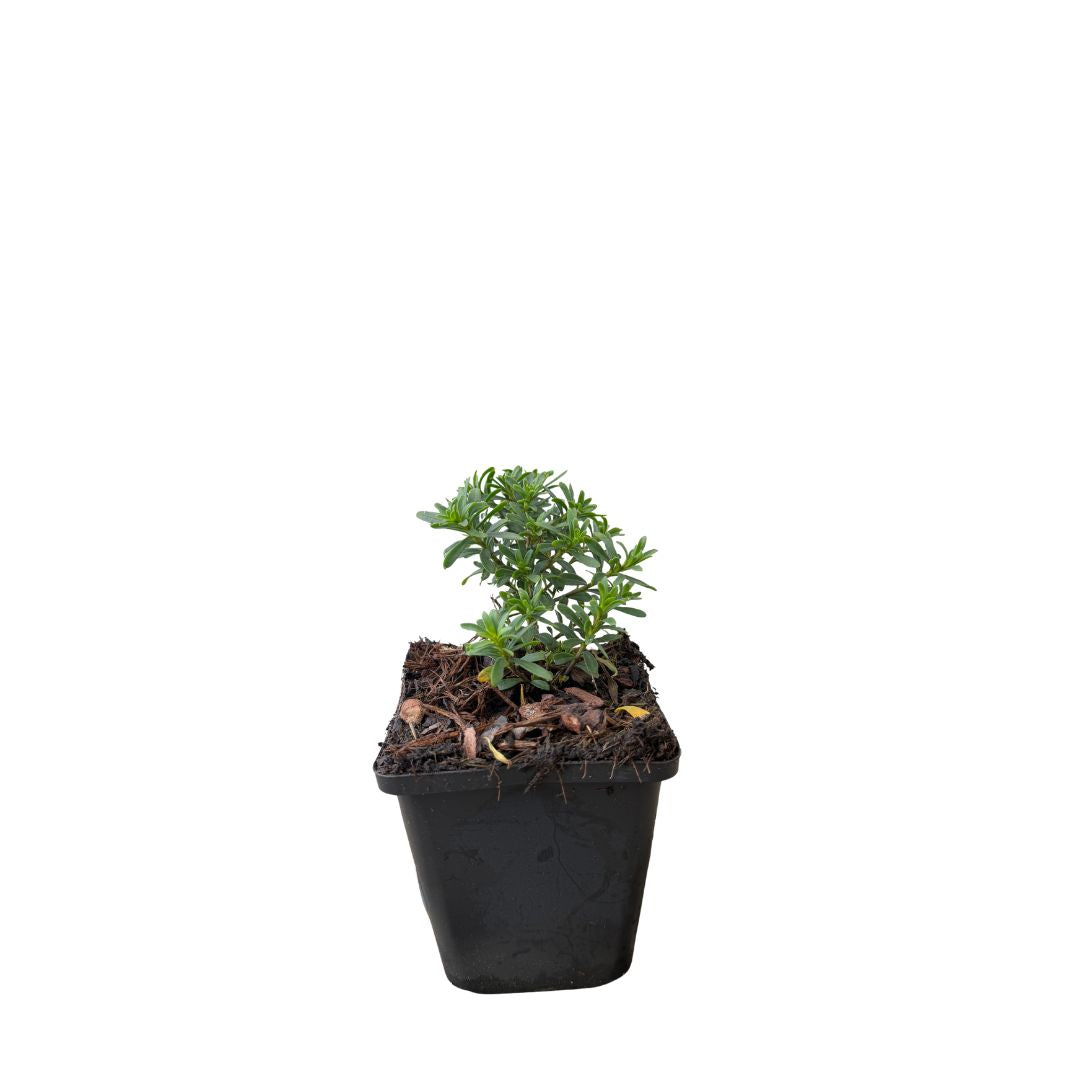 Iberka vždyzelená 'Appen-Etz', květináč 9 cm