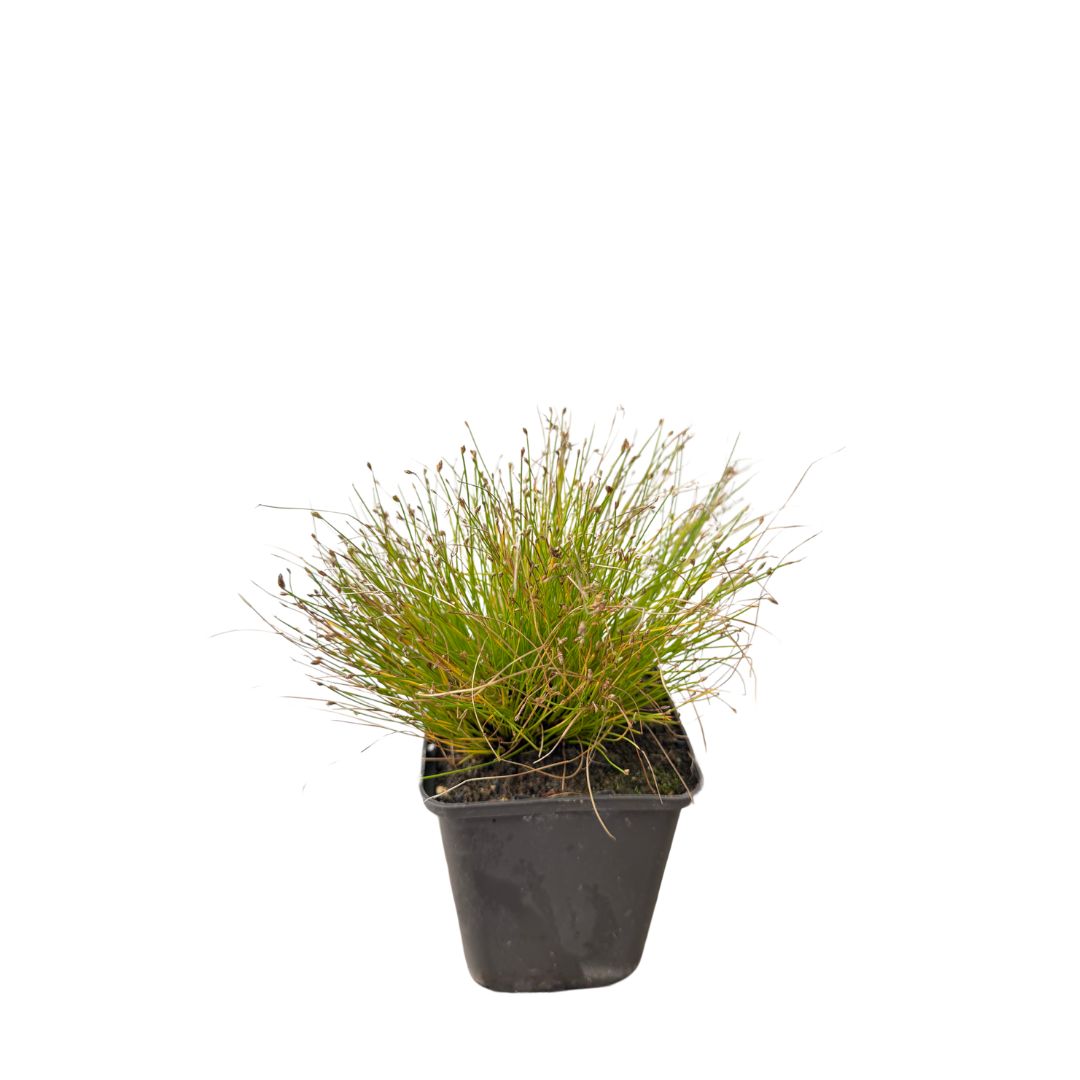 Isolepis carnea, květináč 9 cm