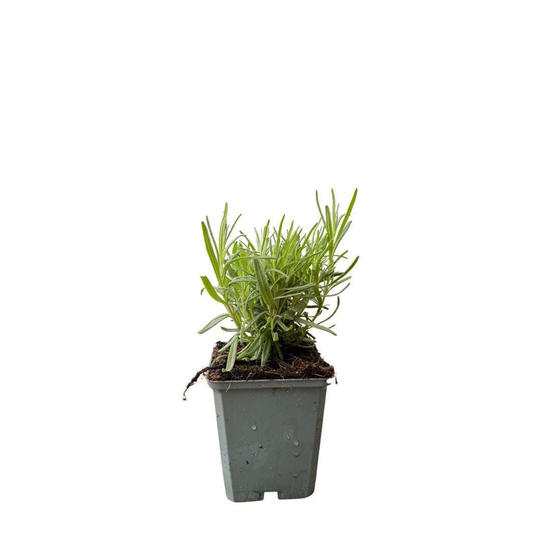 Levandule úzkolistá Dwarf Blue, květináč 9 cm