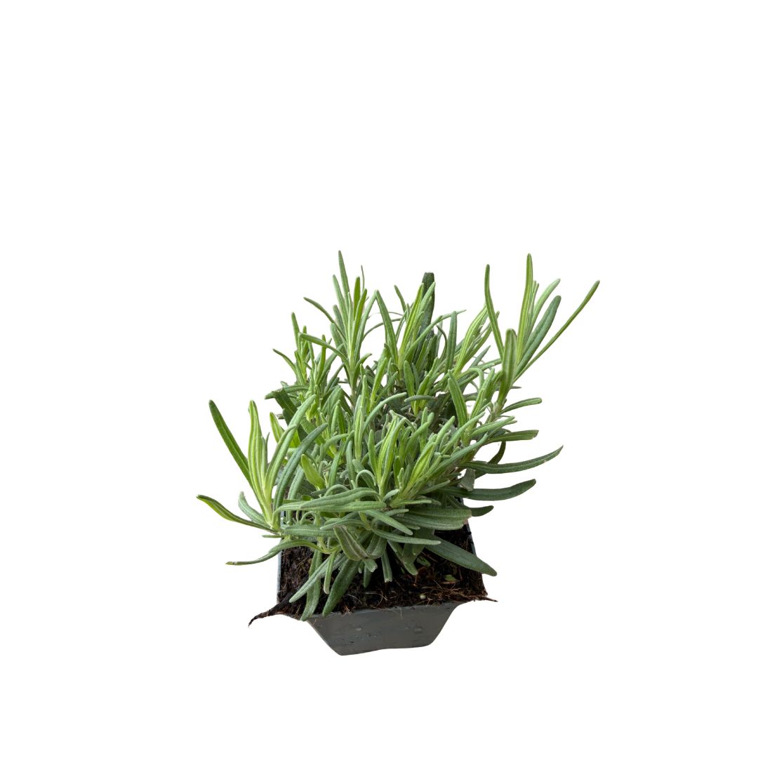 Levandule úzkolistá Dwarf Blue, květináč 9 cm