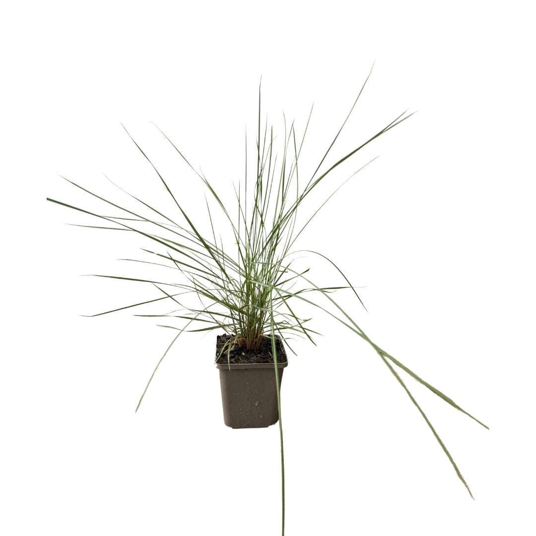 Muhla mexická červená, květináč 9 cm