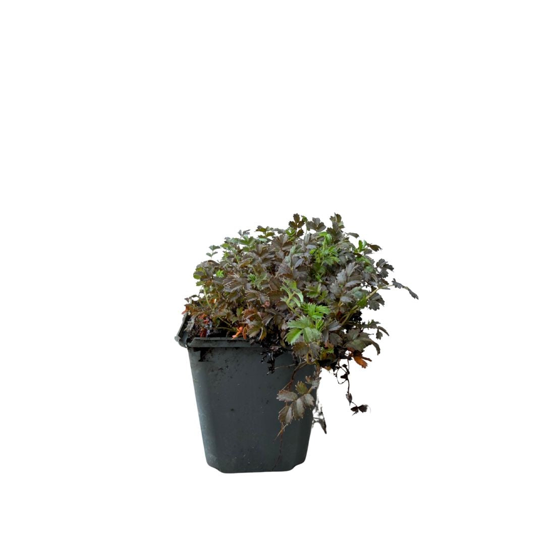 Plazilka drobnolistá Kupferteppich, květináč 9 cm