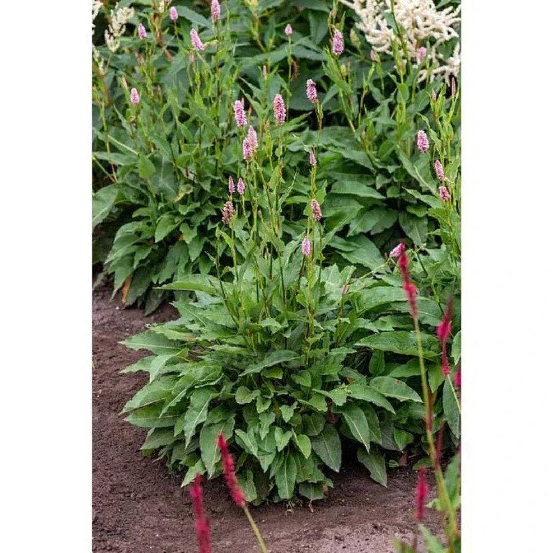 Rdesno 'Superba', květináč 9 cm