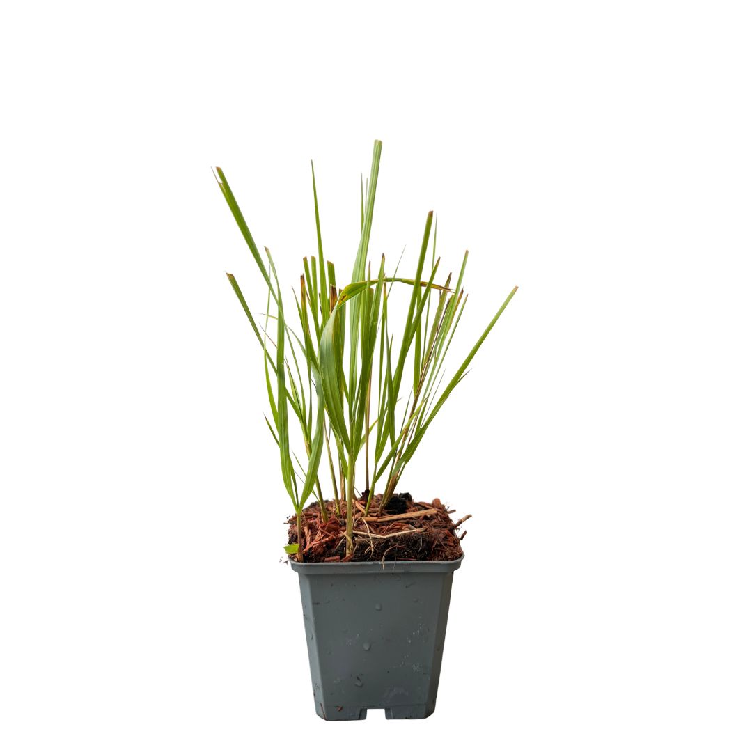 Třtina ostrokvětá Karl Foerster, květináč 9 cm