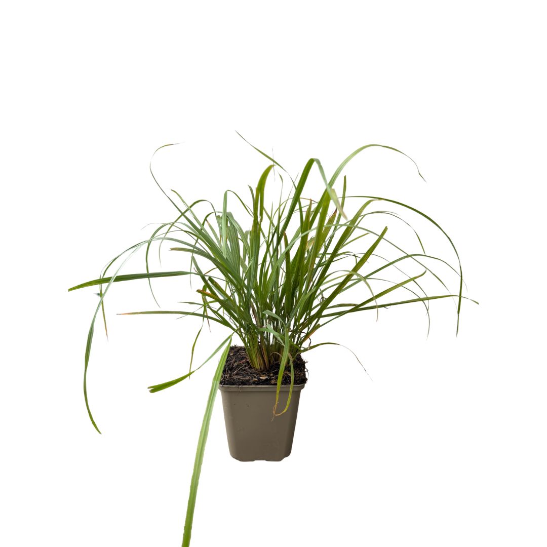 Třtina rákosovitá, květináč 9 cm