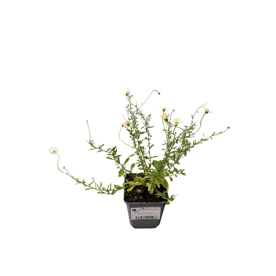 Turan Karvinského, květináč 9 cm