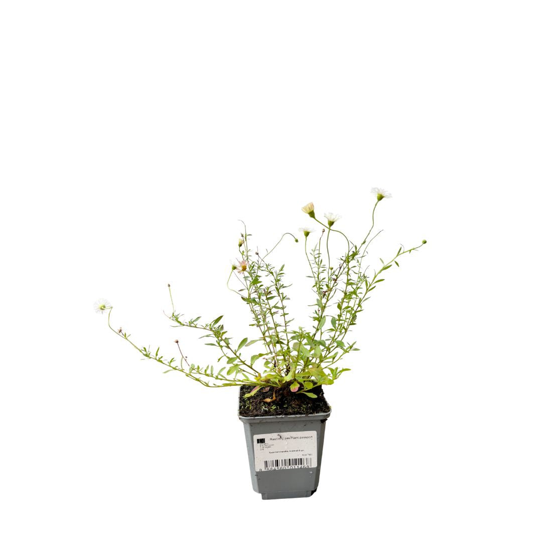 Turan Karvinského, květináč 9 cm