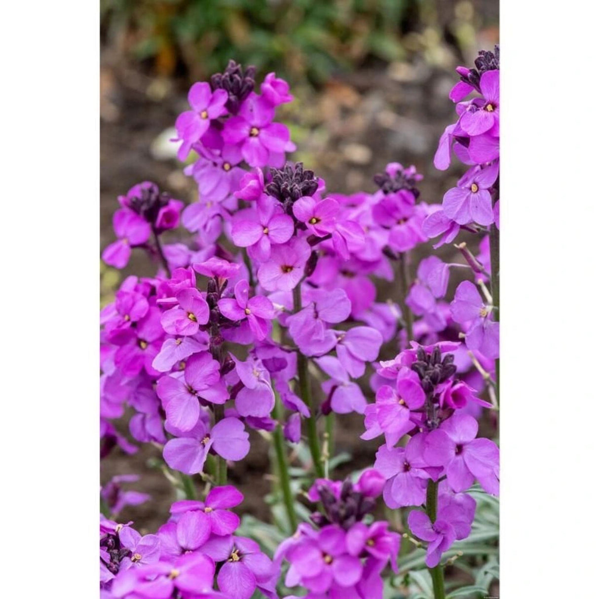 Trýzel lnolistý Super Bowl Mauve, květináč 9 cm