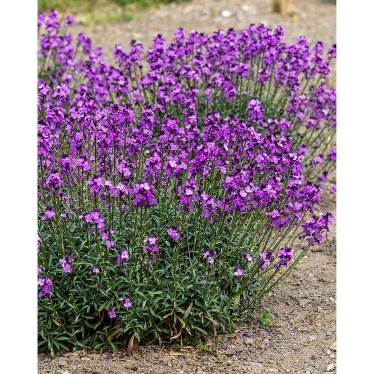 Trýzel lnolistý Super Bowl Mauve, květináč 9 cm