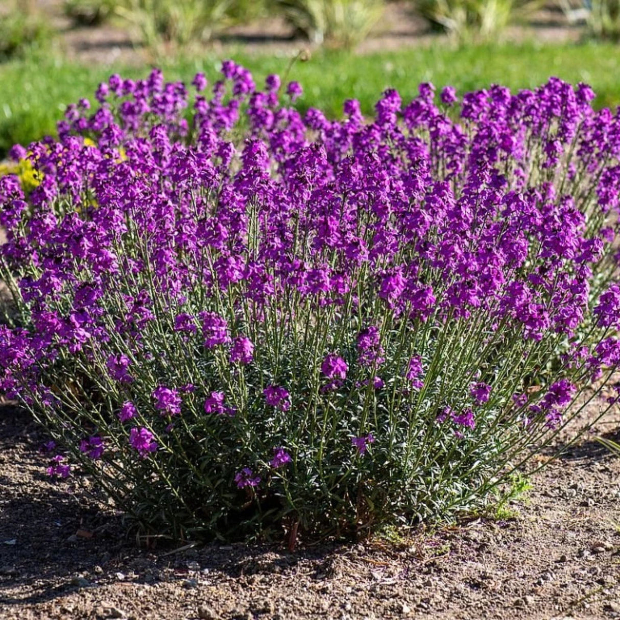 Trýzel lnolistý Super Bowl Mauve, květináč 9 cm