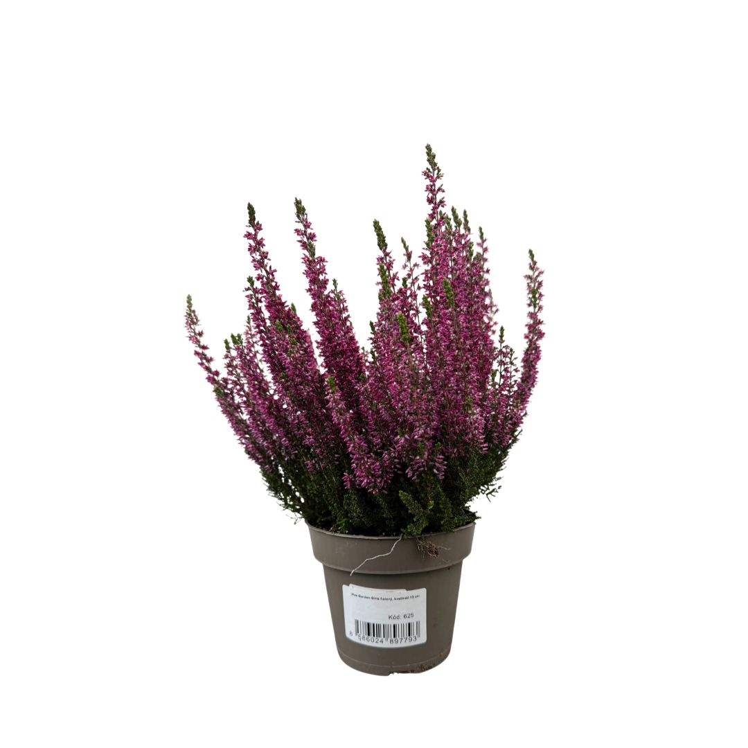 Vřes Garden Girls fialový, květináč 13 cm