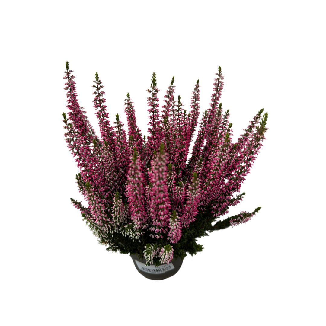 Vřes Garden Girls tmavě růžový, květináč 13 cm
