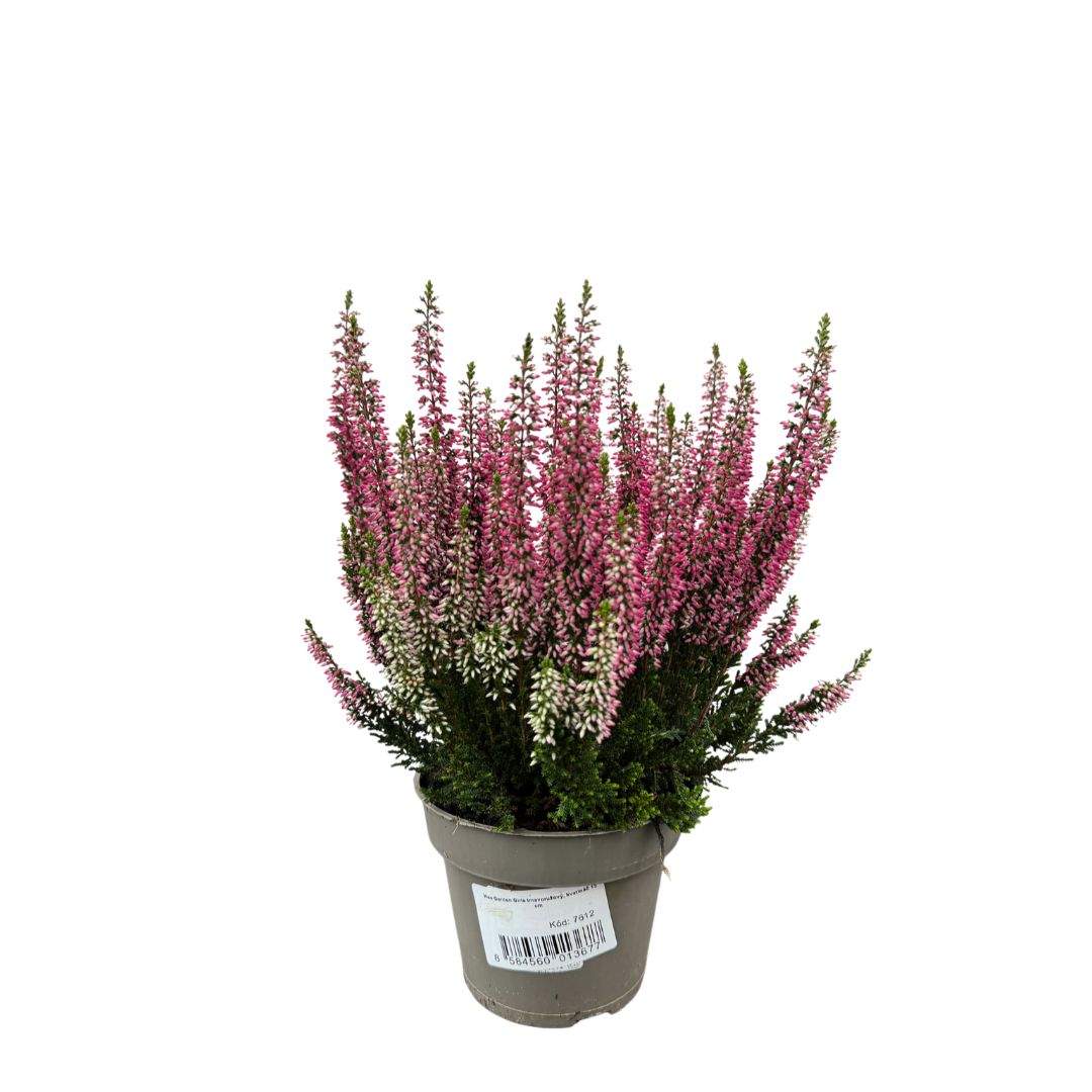 Vřes Garden Girls tmavě růžový, květináč 13 cm