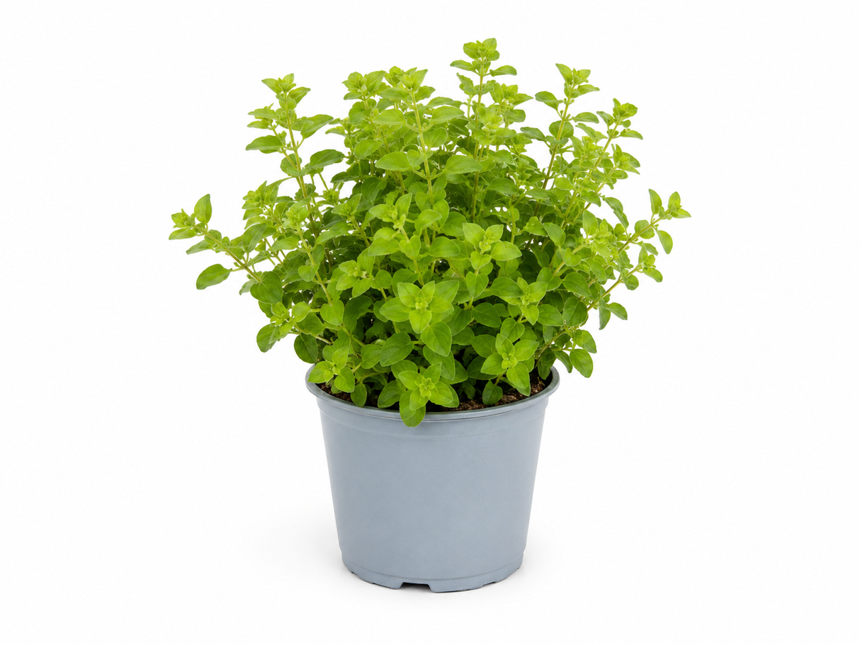 Dobromysl, oregano, květináč 14 cm