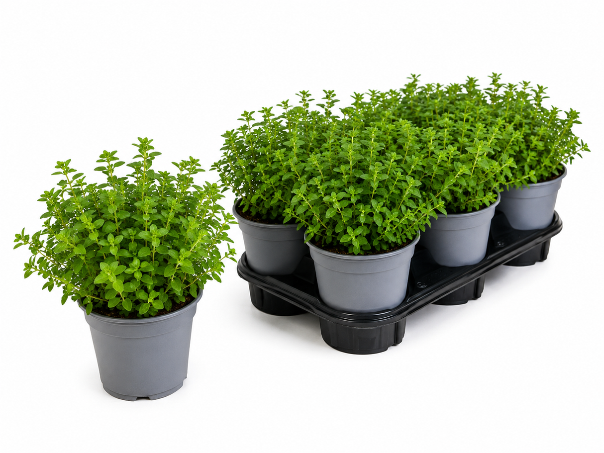 Dobromysl, oregano, květináč 14 cm