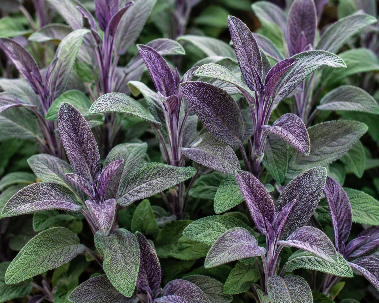 Šalvěj lékařská Purpurascens, květináč 9 cm