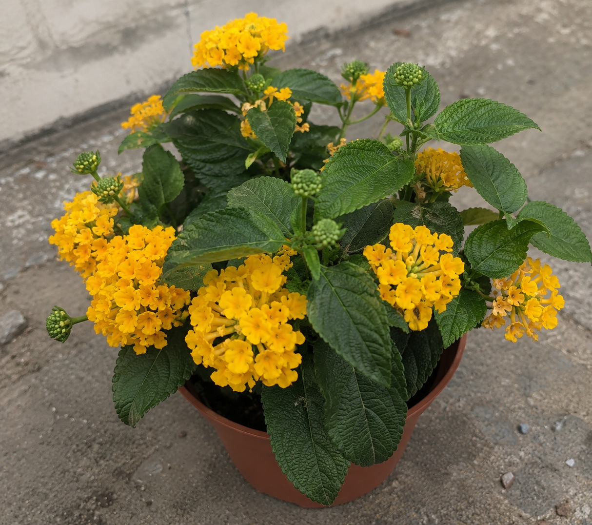 Lantana Lantropics Yellow, květináč 12 cm