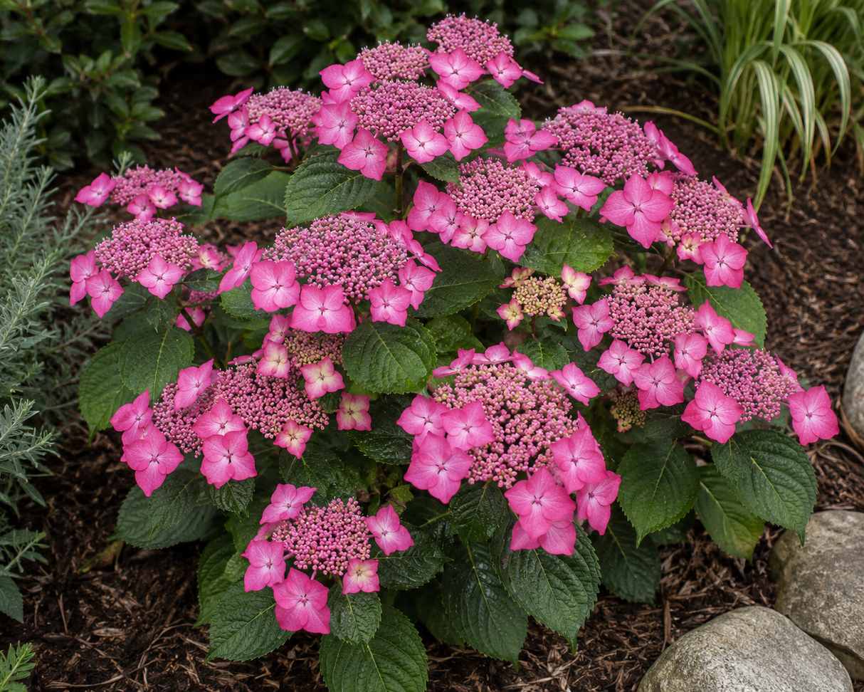 Hortenzie velkolistá Hy-pe Lacecap Pink, výška 30–40 cm, květináč 23 cm