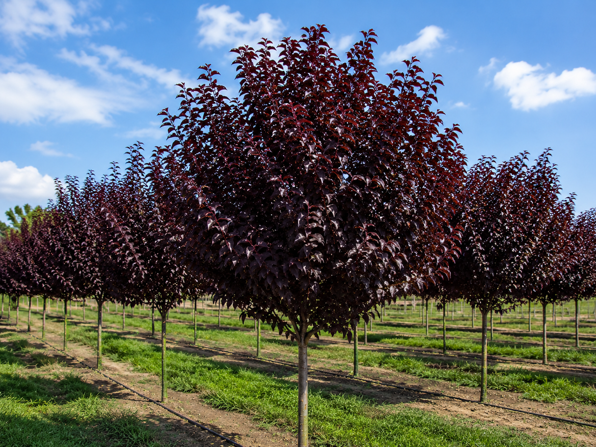 Okrasná třešeň Royal Burgundy na kmínku 100–110 cm, výška 120–140 cm, květináč 3 l