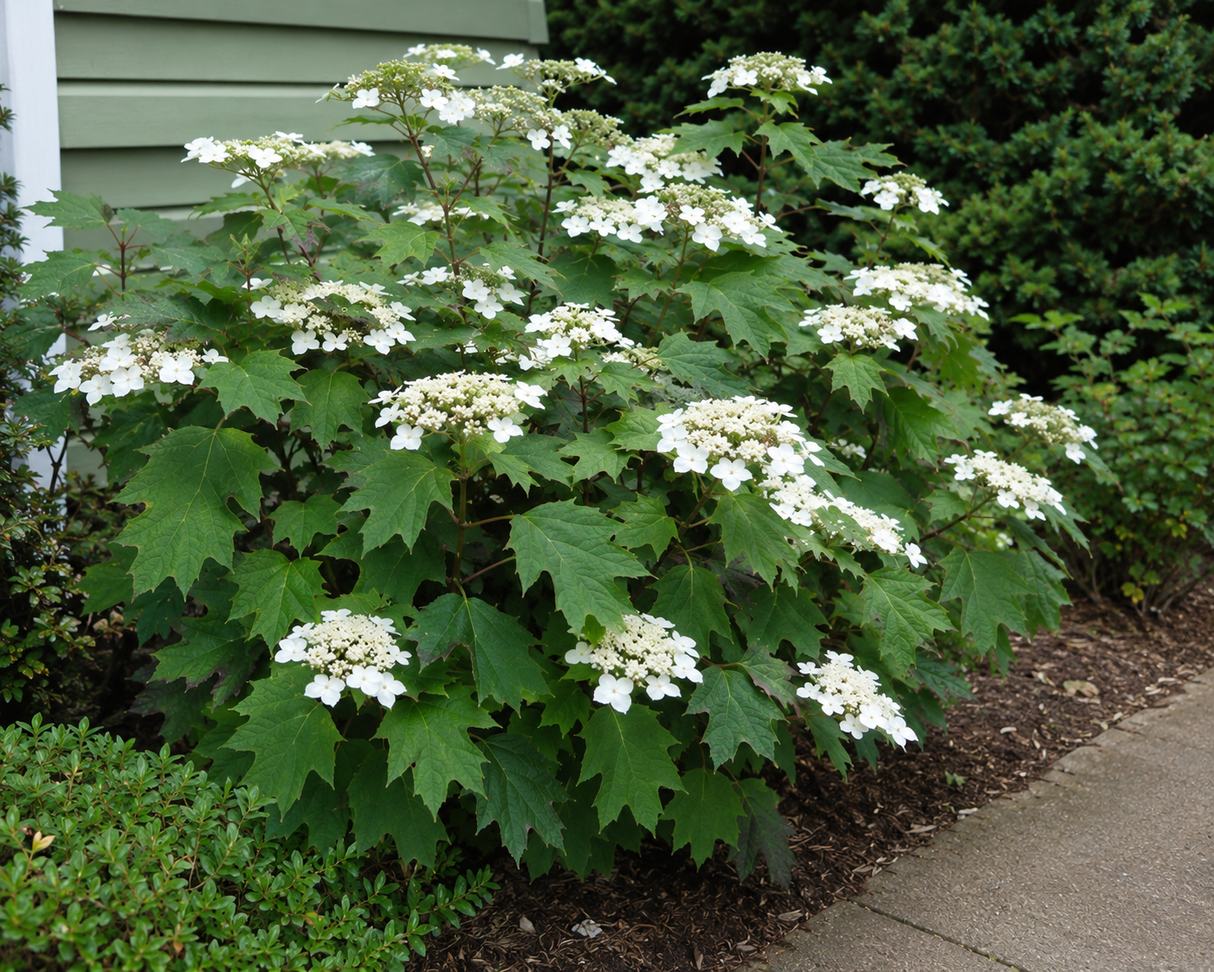 Hortenzie velkolistá Hy-pe Lacecap White, výška 30–40 cm, květináč 23 cm