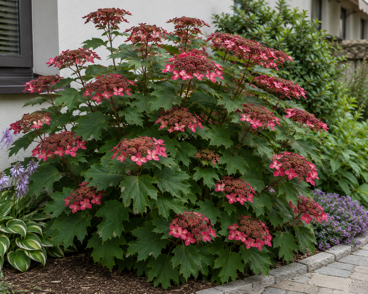 Hortenzie velkolistá Hy-pe Lacecap Red, výška 30–40 cm, květináč 23 cm