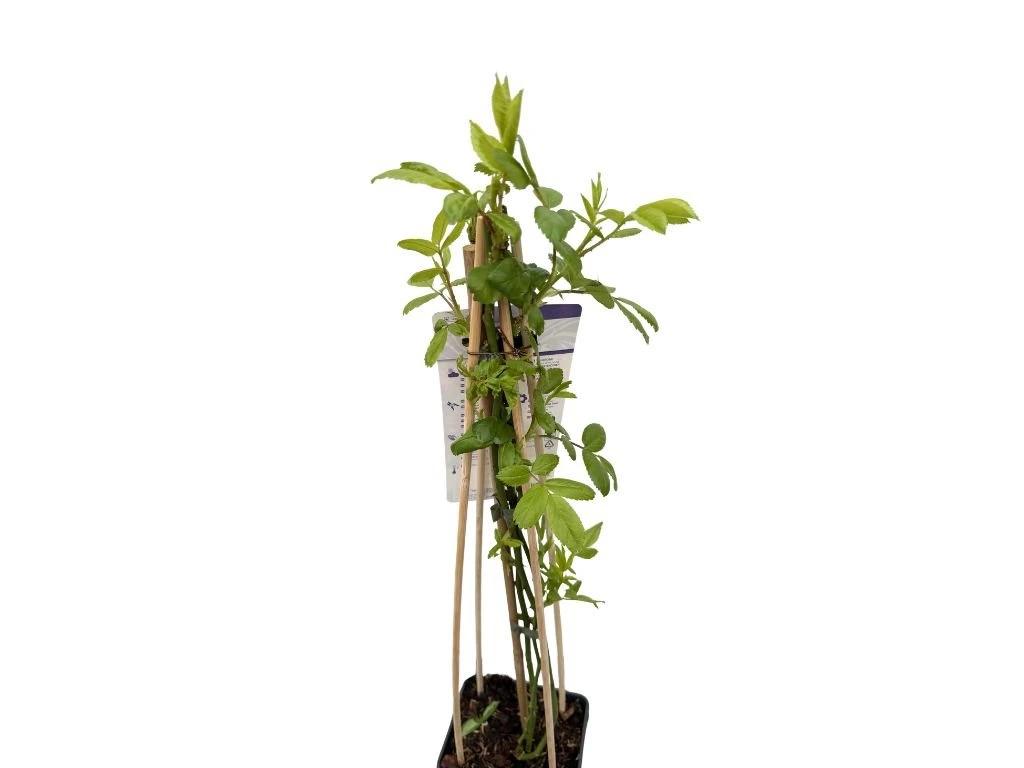 Růže popínavá Veilchenblau, výška 50–60 cm, květináč 17 cm