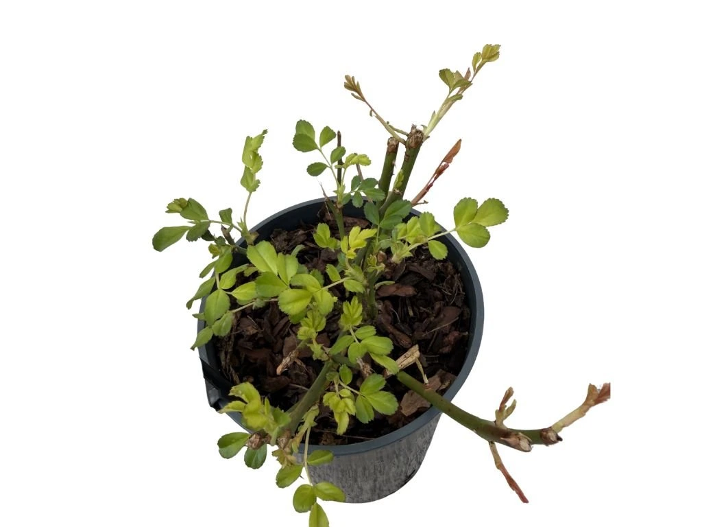 Růže půdopokryvná The Fairy, květináč 2 l