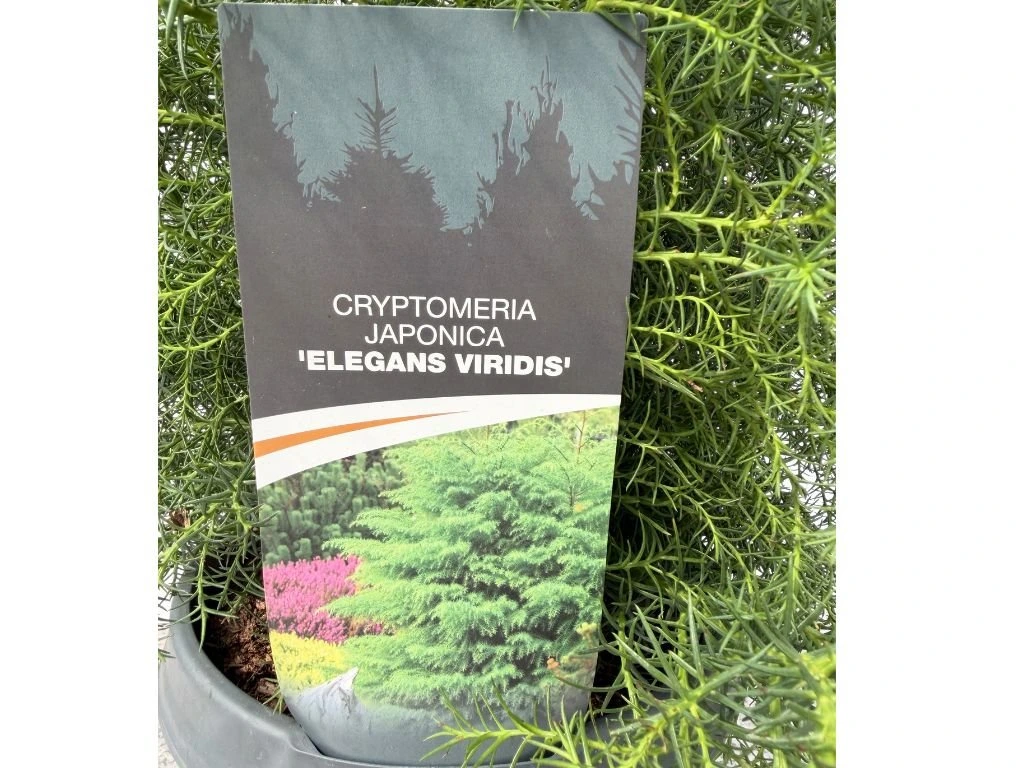 Kryptomerie japonská Elegans Viridis, výška 40–50 cm, květináč 23 cm