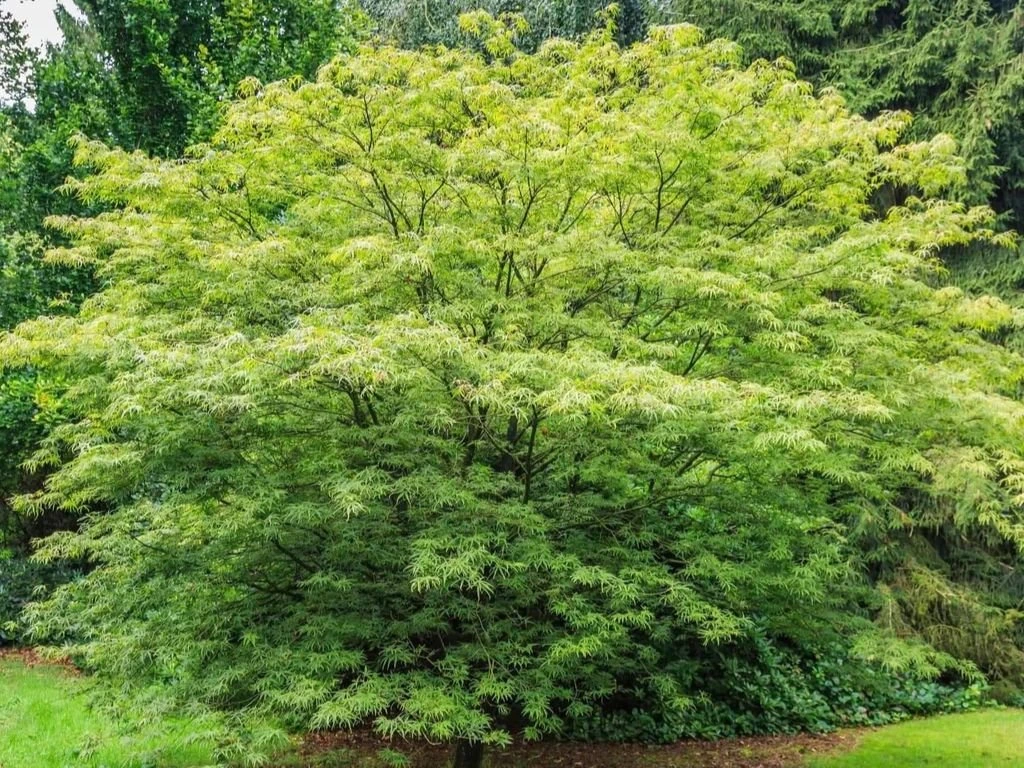 Javor dlanitolistý Going Green, výška 20–40 cm, květináč 10 cm