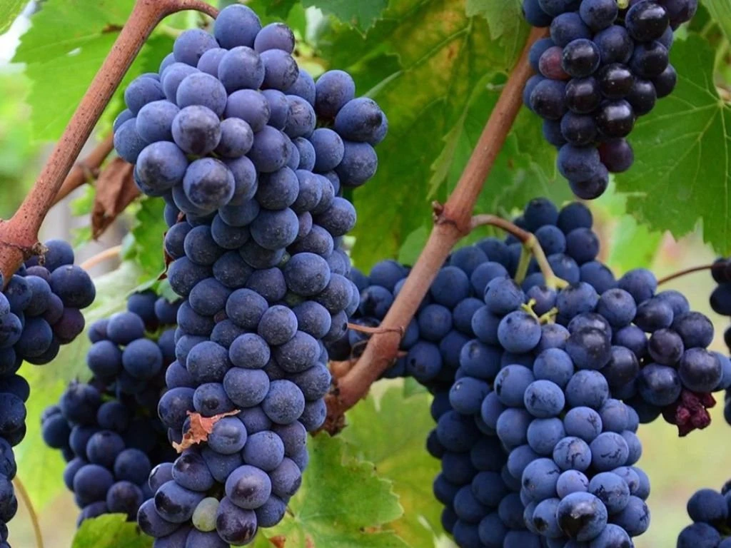 Réva vinná stolní Muscat Bleu, vyvázaná, výška 150–175 cm, květináč 5 l