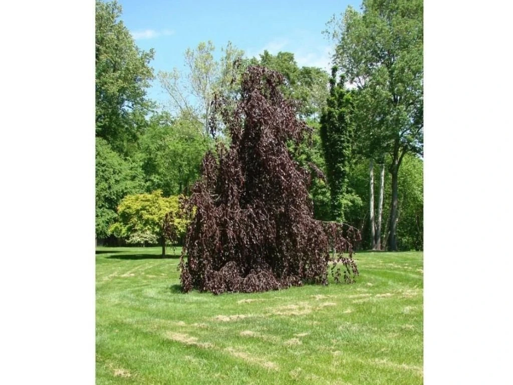 Buk lesní Purple Fountain, výška 200–250 cm, květináč 25 l