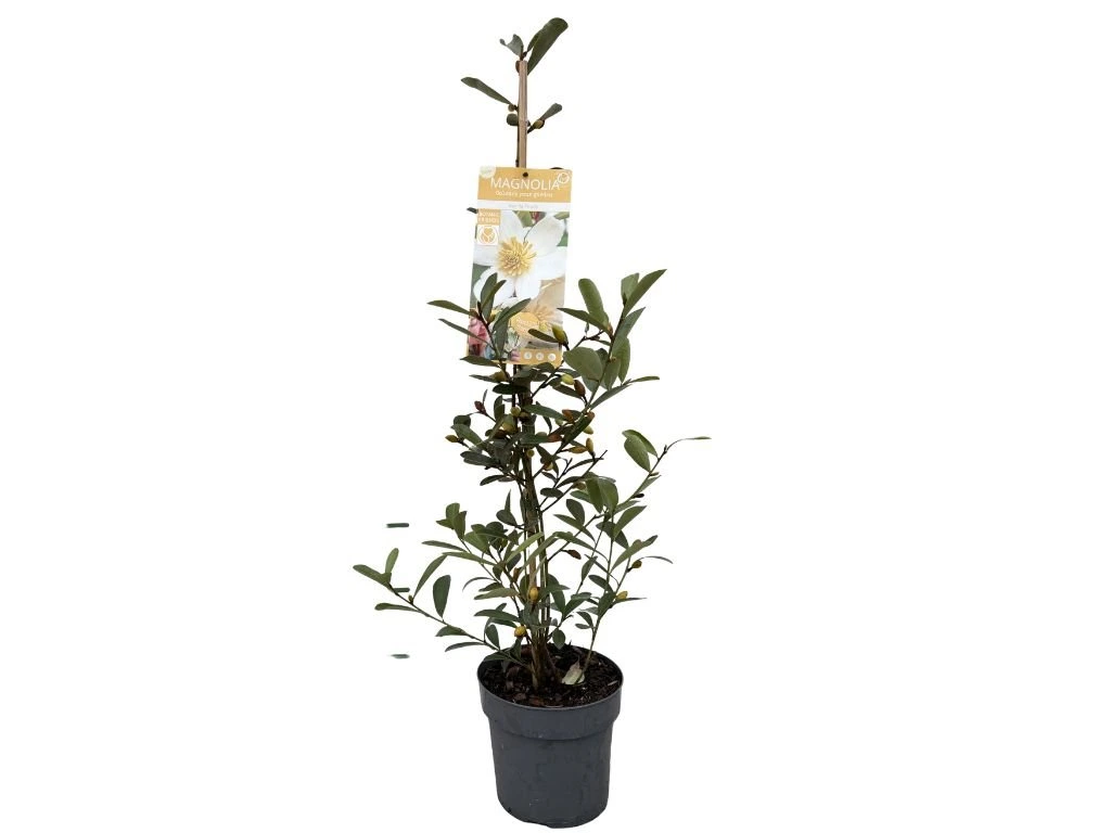 Magnólie velkokvětá Vanilla Pearls, výška 80–100 cm, květináč 19 cm