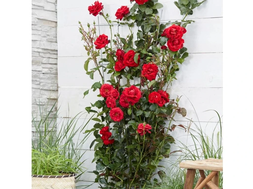 Růže popínavá Red Queen, výška 50–60 cm, květináč 1,5 l