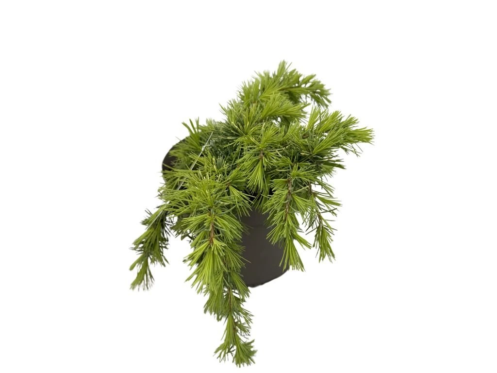 Cedr himálajský Lime Glow, výška 20–30 cm, květináč 5 l