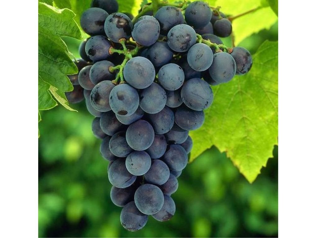 Réva vinná stolní Muscat Bleu, vyvázaná, výška 150–175 cm, květináč 5 l