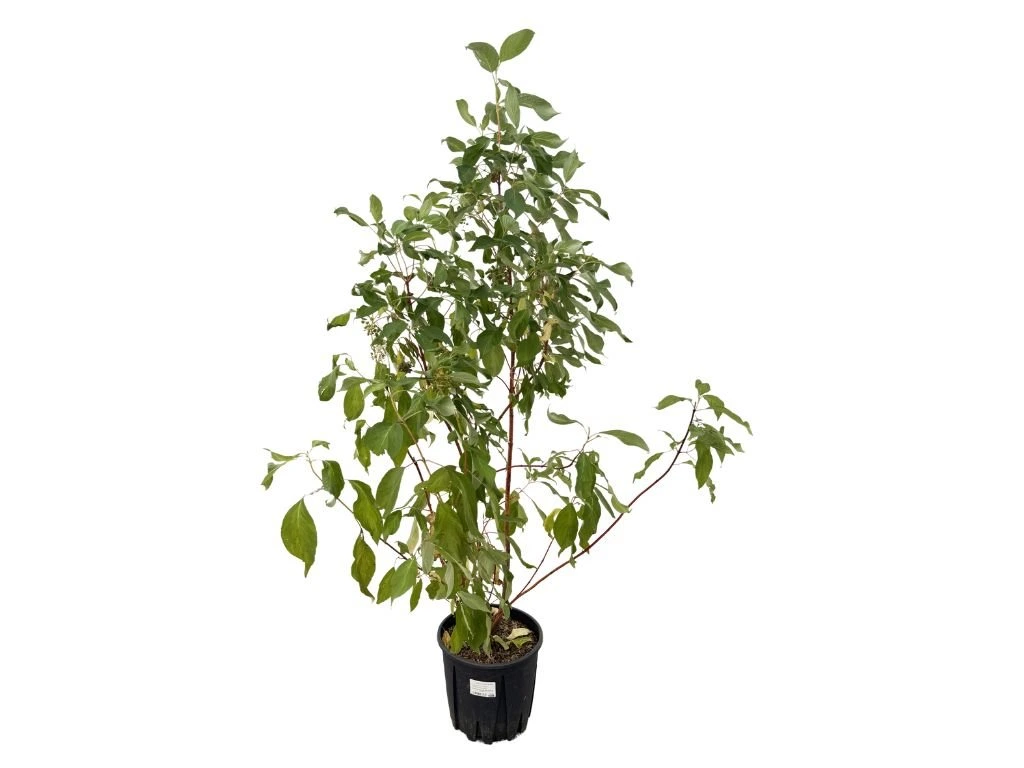Drieň biely Baton Rouge, výška 90–120 cm, kvetináč 10 l