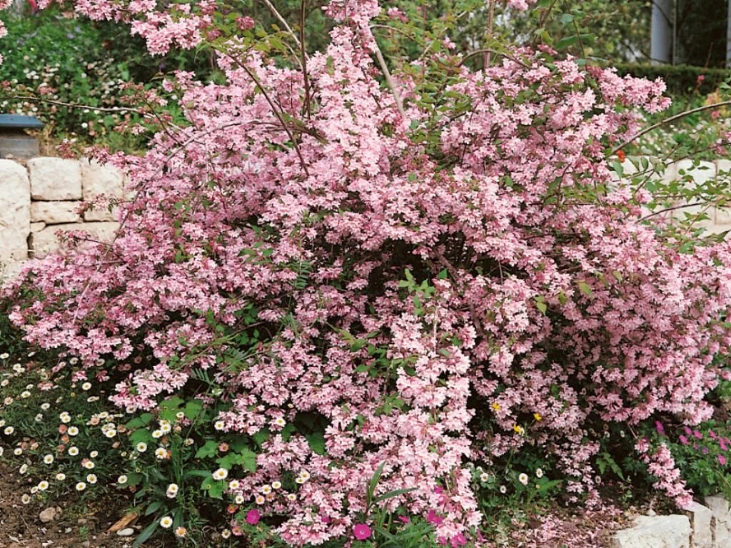 Kolkvície sličná Pink Cloud, výška 20–30 cm, květináč 2 l