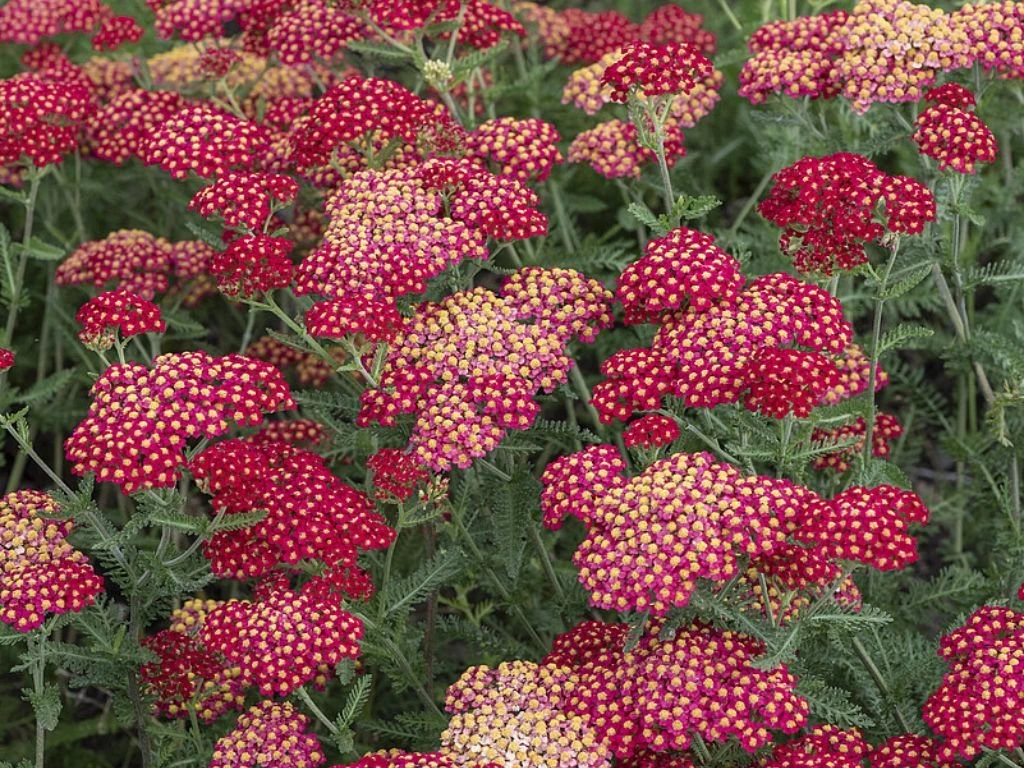 Řebříček Paprika, květináč 9 cm