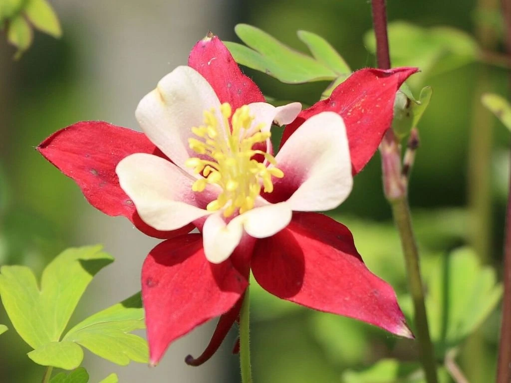 Orlíček obecný Crimson Star, květináč 11 cm
