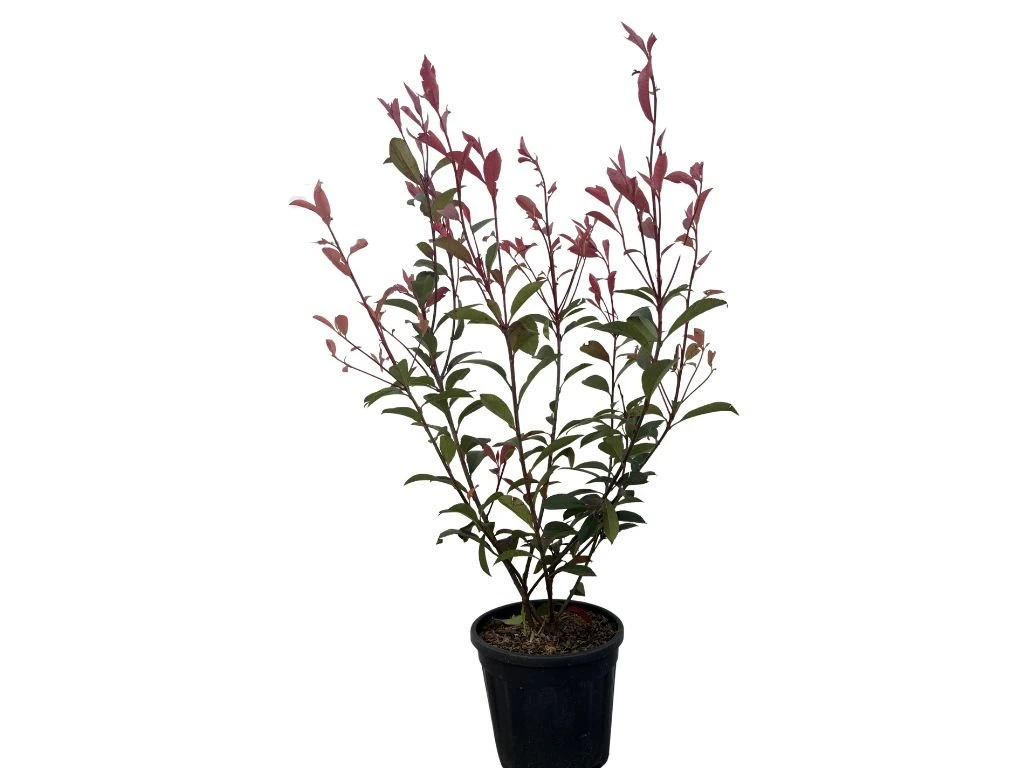 Blýskavka Fraserova Robusta Compact, výška 60–100 cm, květináč 3 l
