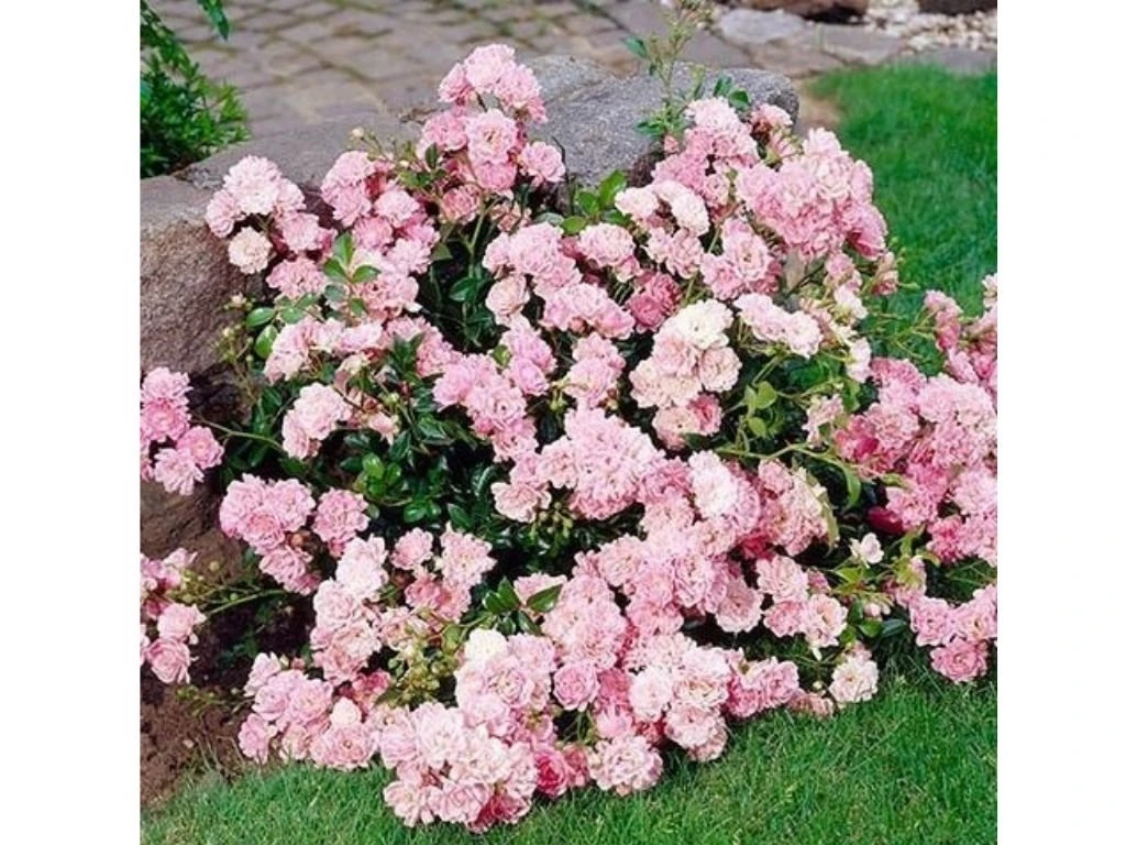 Růže půdopokryvná The Fairy, květináč 2 l