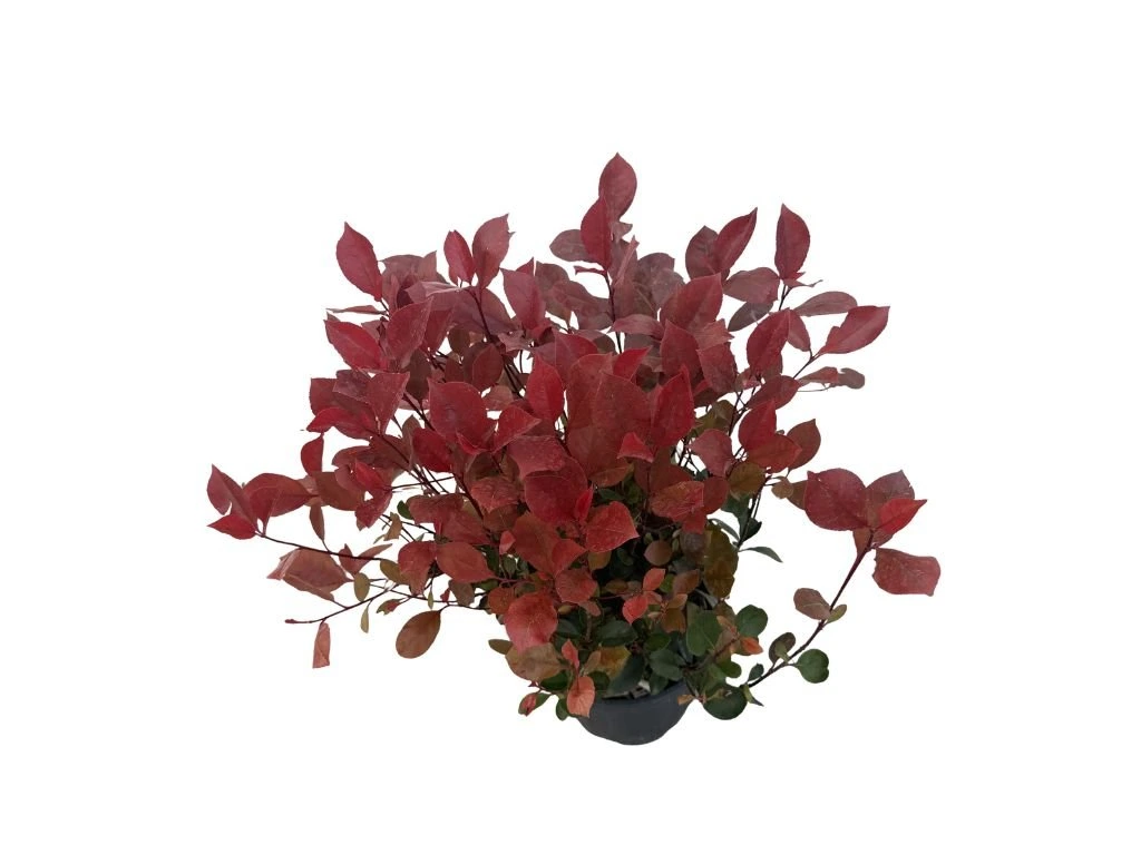 Blýskavka Fraserova Little Red Robin, výška 40–60 cm, květináč 3 l