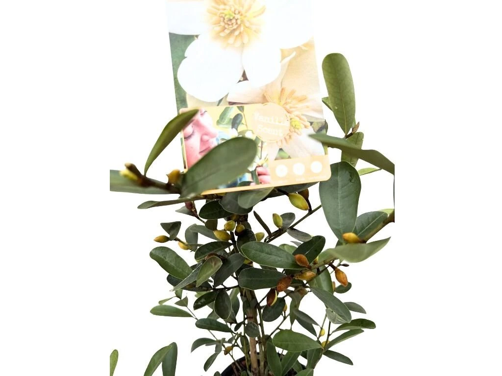 Magnólie velkokvětá Vanilla Pearls, výška 80–100 cm, květináč 19 cm