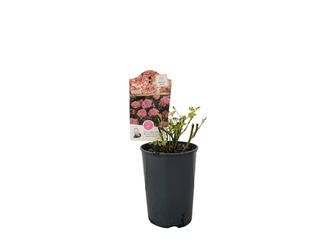 Růže půdopokryvná The Fairy, květináč 2 l